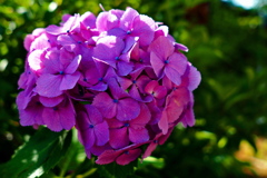 紫陽花