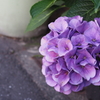 紫陽花