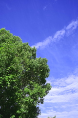 今朝の空
