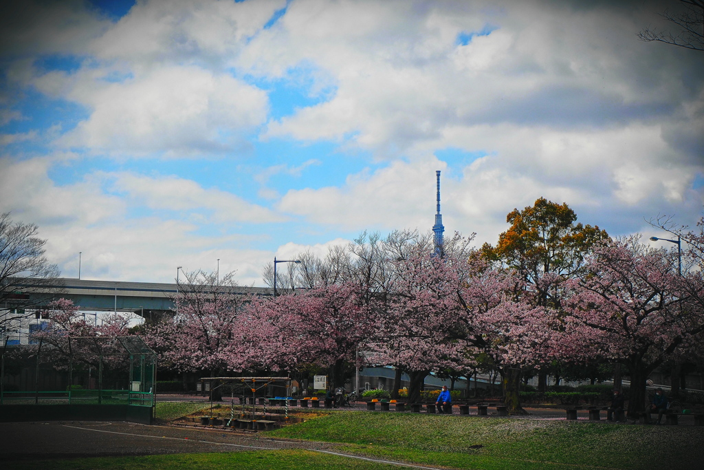 近所の公園散歩