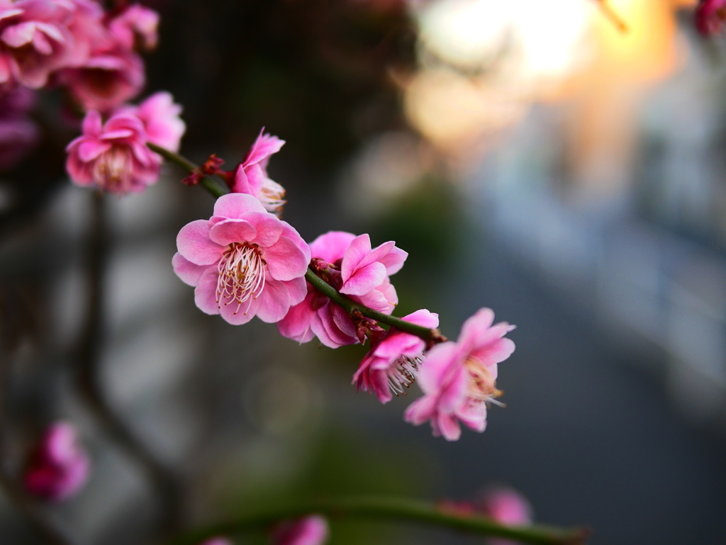 梅の花