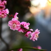 梅の花