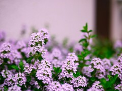素敵なパープル