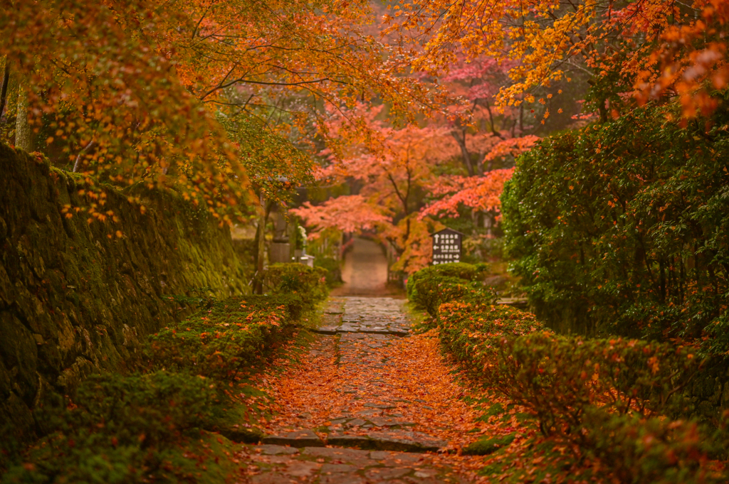 紅葉の細道