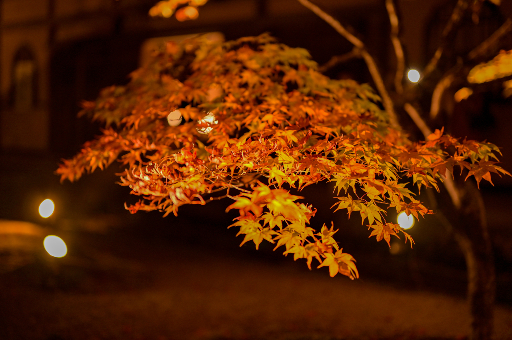 ライトアップ紅葉