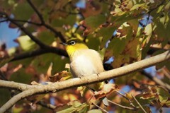 鶴が丘八幡宮のメジロ