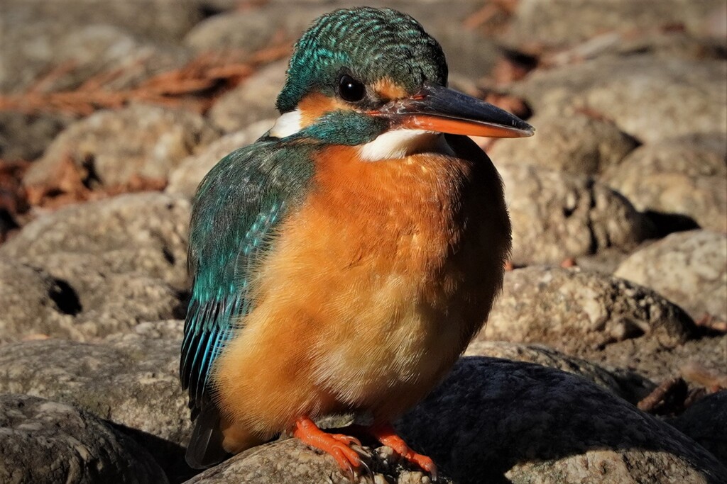 善福寺池のカワセミさん