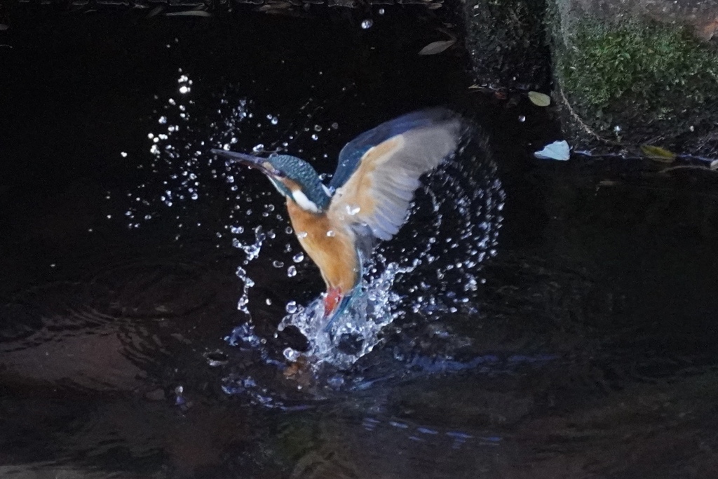 善福寺川のカワセミさん