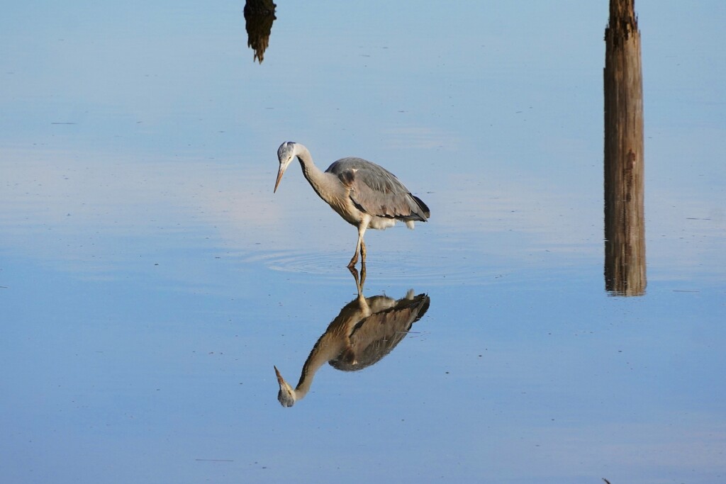 アオサギ葛西臨海公園