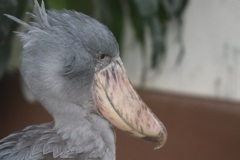 結構動く鳥？