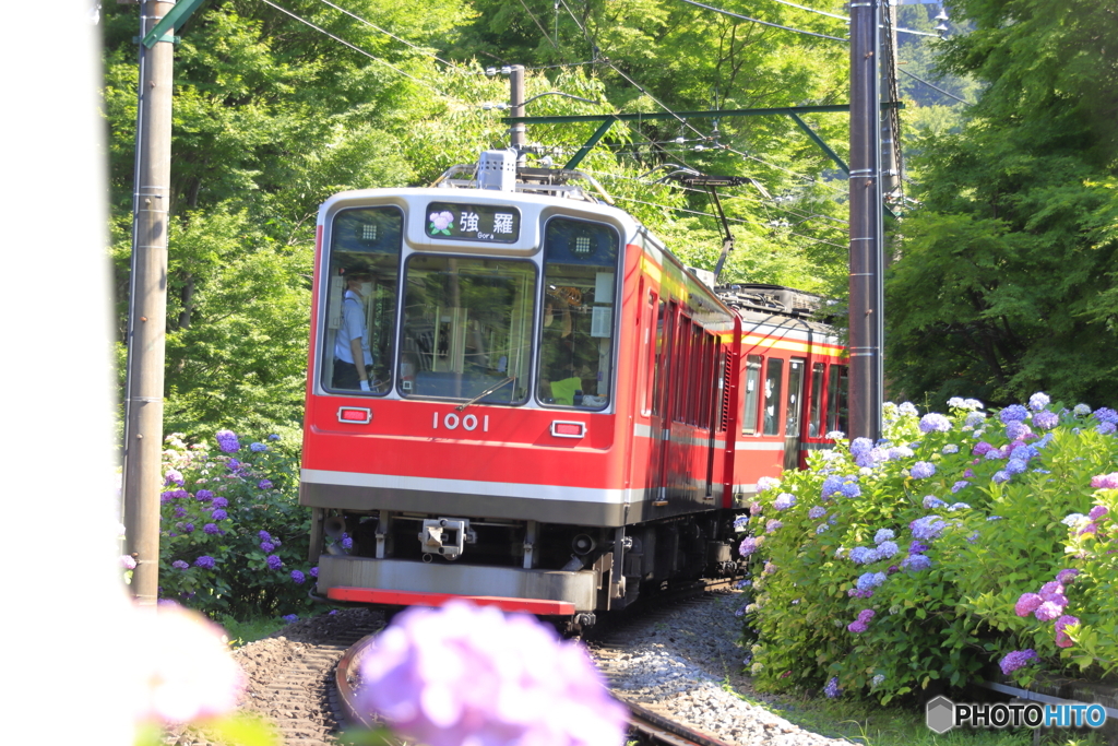 あじさいに囲まれながら走る電車