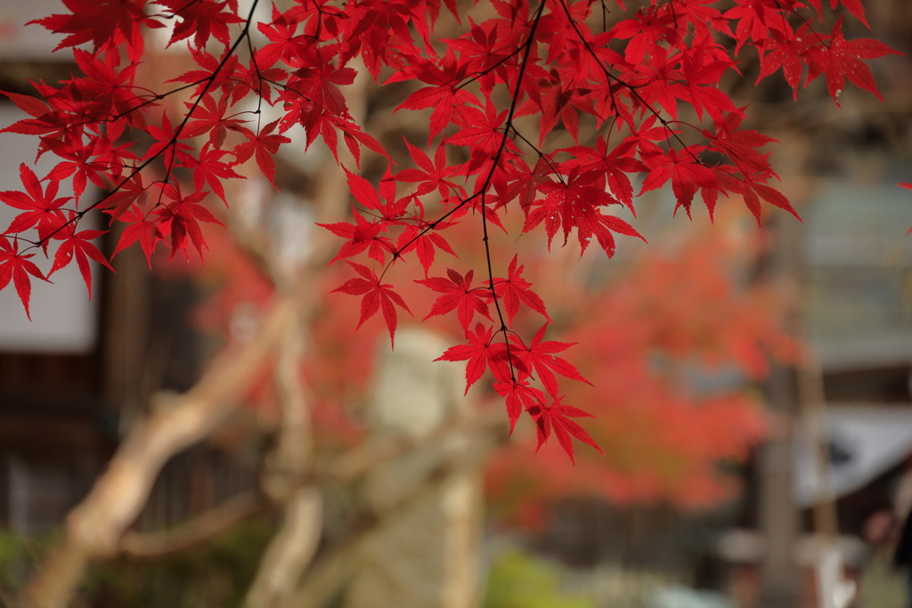 今年最大の真っ赤な掌