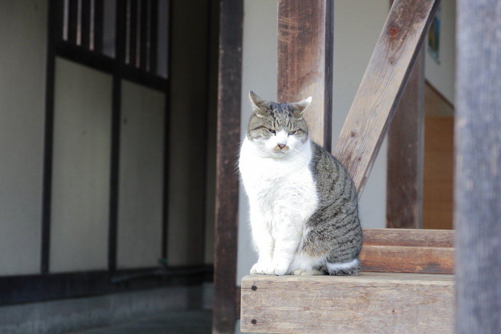 なごやねこ