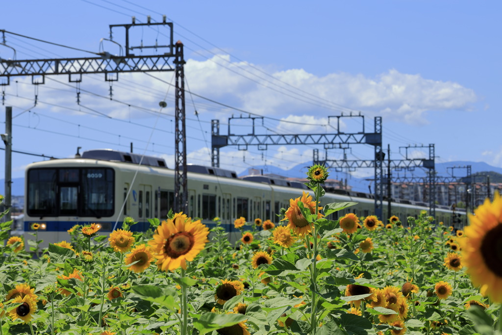 8000系　ひまわり