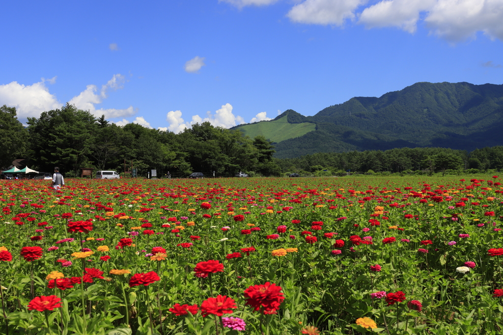 夏のお花畑