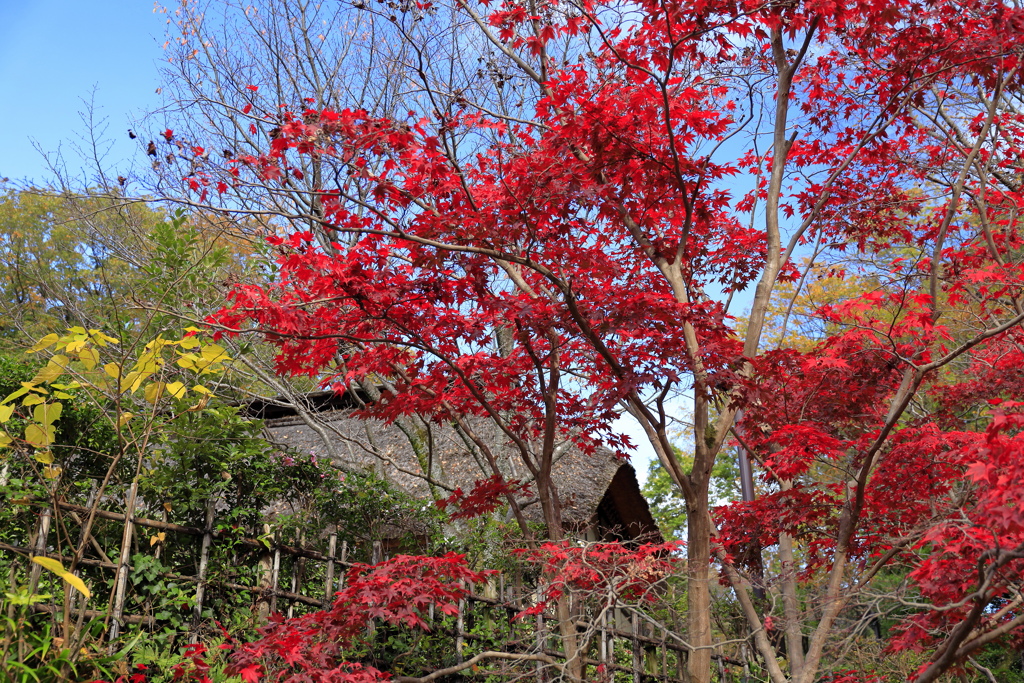 いつの時代でも紅葉はキレイ