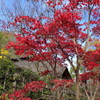 いつの時代でも紅葉はキレイ