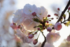 ふわふわな桜