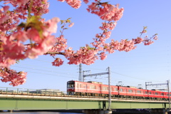 春です
