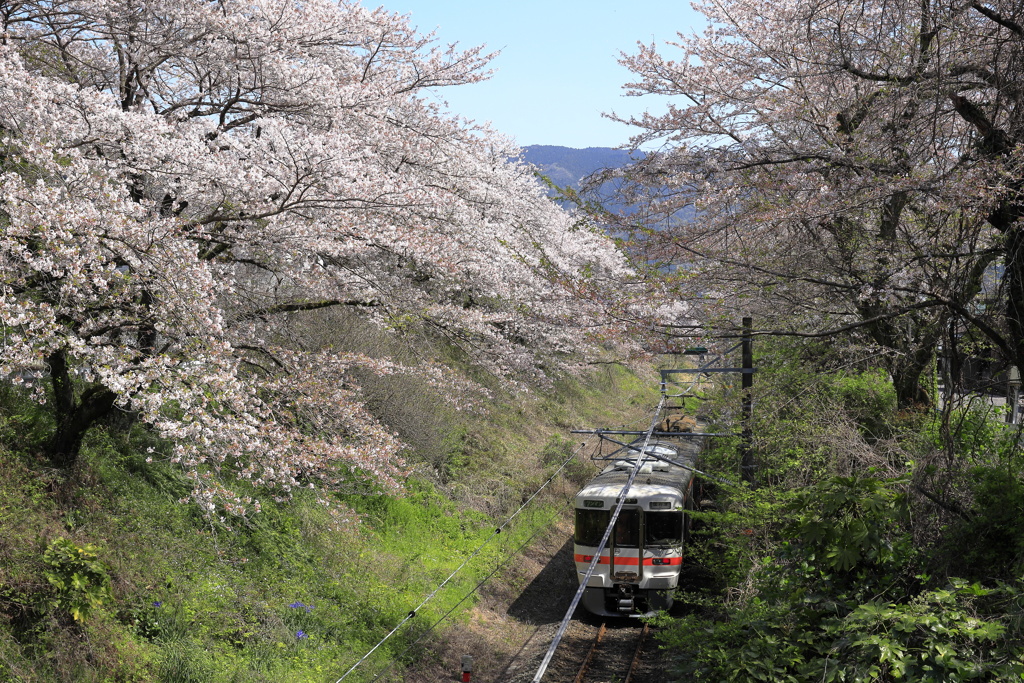 313系と終盤の桜
