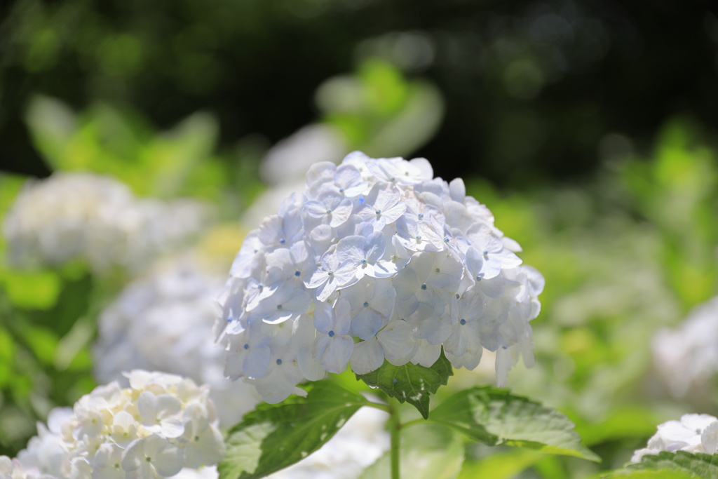 郷土の森の紫陽花