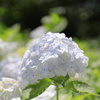 郷土の森の紫陽花