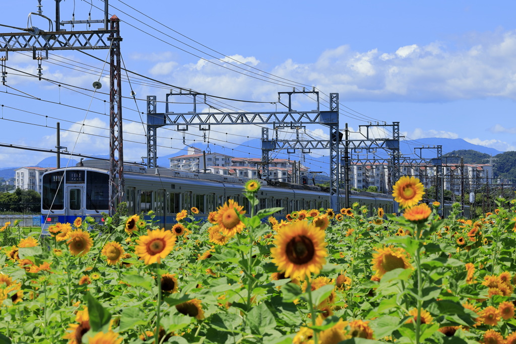 1000系　ひまわり