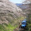 60000系ふじさんと桜