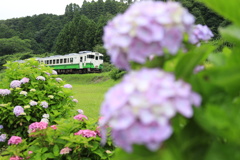 紫陽花の中駆け走る気動車