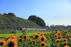 京成本線にも夏がやって来ました