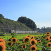 京成本線にも夏がやって来ました