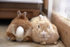 うさぎ、交互に座る