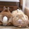 うさぎ、交互に座る