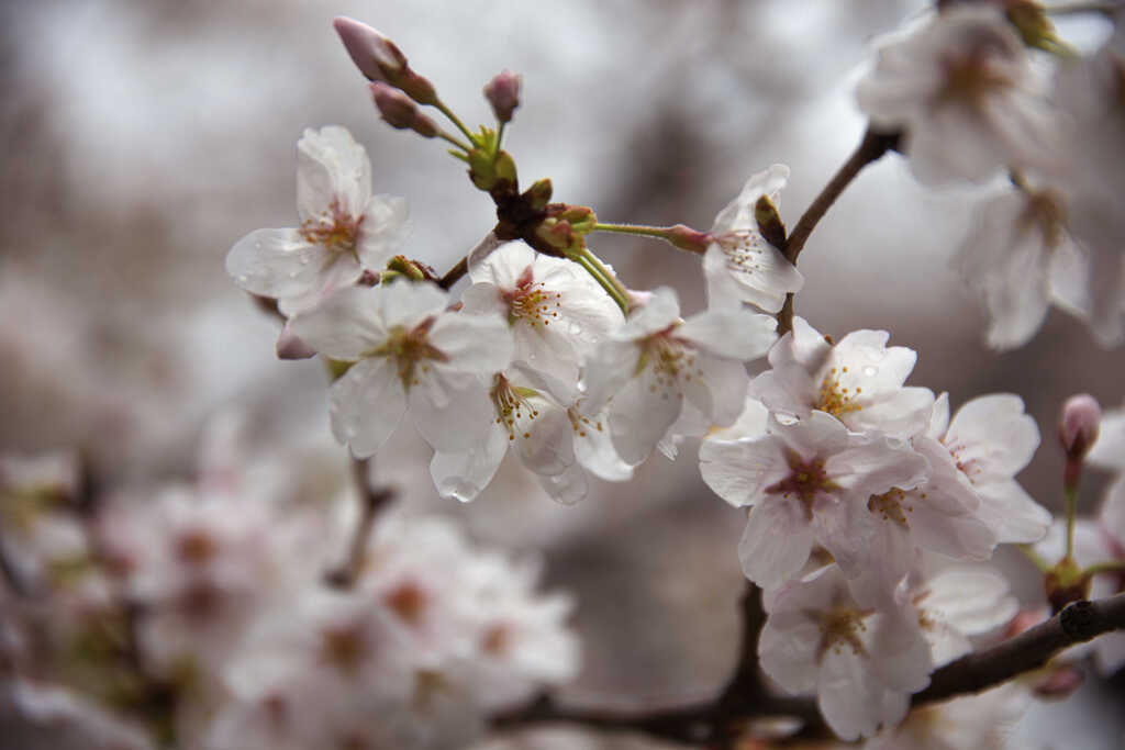 雨桜