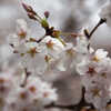 雨桜