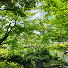 毛利庭園にて　緑地