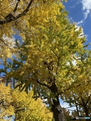 秋の銀杏の木