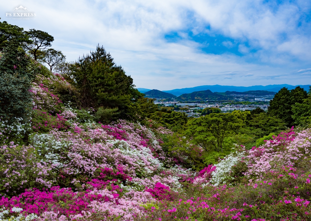 皿山公園のツツジ