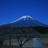 朝霧高原の富士