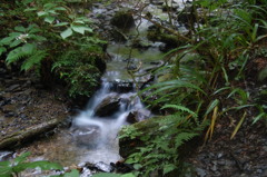 高尾山の小川