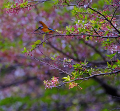 葉桜カワセミ
