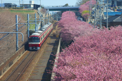 河津桜