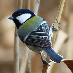 シジュウカラ