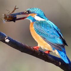 ザリガニもいただきます