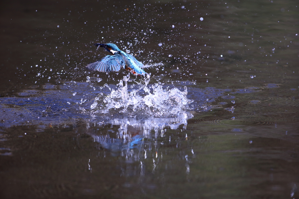 カワセミダイブ 11/28