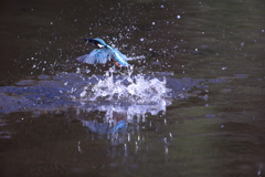 カワセミダイブ 11/28