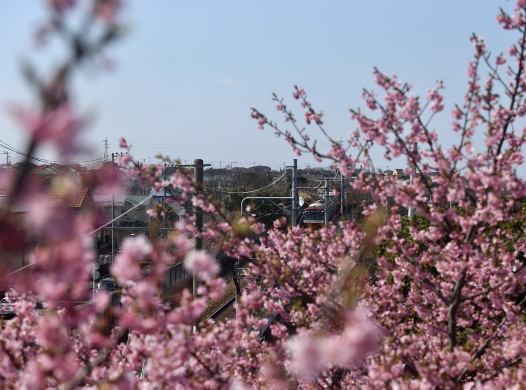 河津桜