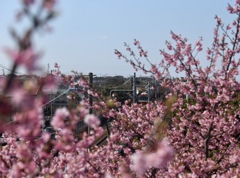 河津桜