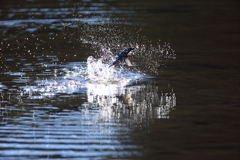カワセミダイブ　その３