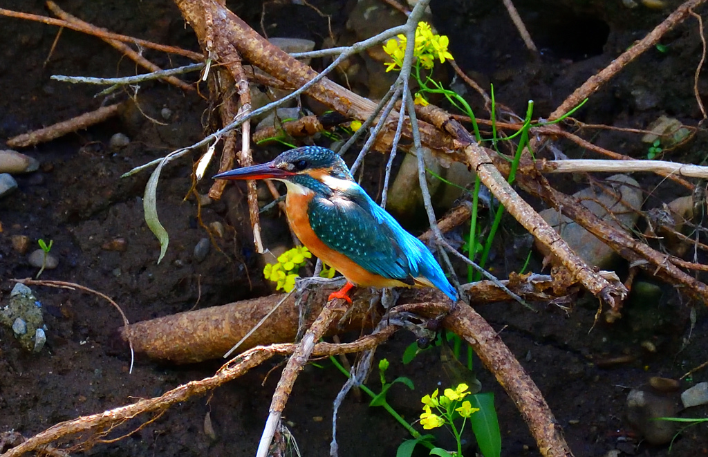 カワセミ